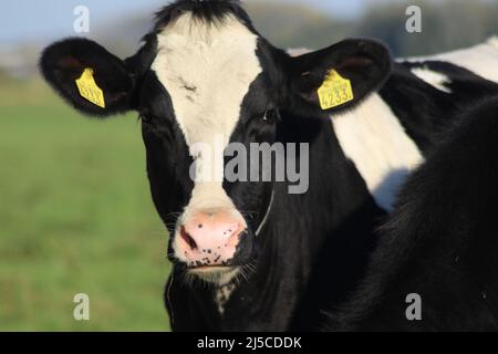 Rouge blanc de vaches Holstein Frysian noires blanches sur un pré aux pays-Bas Banque D'Images