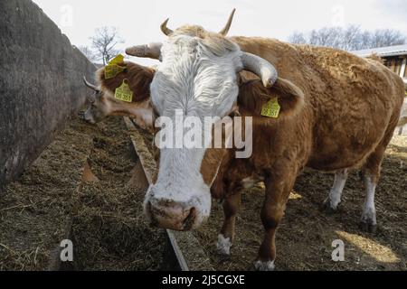 Bovins de la ferme biologique de Jahnsfeld dans le Brandebourg. Les vaches mères broutent les prairies environnantes en été et passent l'hiver dans une grange à aire libre avec une course extérieure. Les porcs d'engraissement ont également accès à l'extérieur. En plus du seigle et du blé, l'avoine et l'épeautre sont cultivés sur les terres agricoles sous forme de pain et de céréales à pâte. [traduction automatique] Banque D'Images