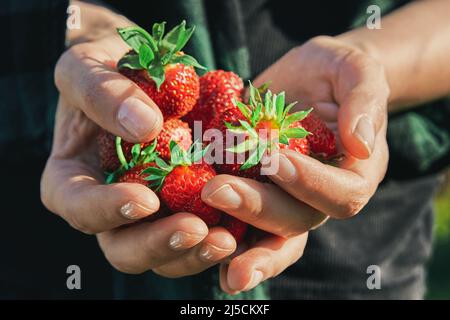 Fraises fraîches dans les mains d'une femme paysanne. Une poignée de baies dans les mains. Récolte de fraises mûres et sucrées dans le champ en plein air par temps ensoleillé Banque D'Images
