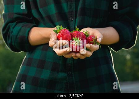 Fraises fraîches dans les mains d'une femme paysanne. Partage de fraises fraîches du jardin. Récolte de fraises fraîches. Banque D'Images