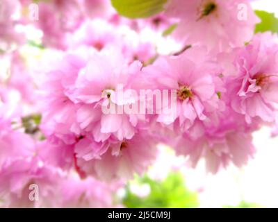 Fleur de cerisier rose, mise au point macro sélective douce. Accent sélectif sur les branches de cerisier. Arrière-plan flou naturel Banque D'Images