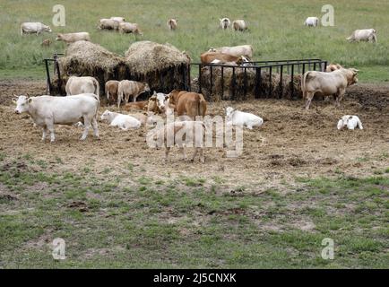 Les veaux, les bovins et les vaches du Jahnsfelder Biolandhof, dans le Brandebourg, broutent les prairies environnantes au printemps et en été, l'hiver qu'ils passent dans une grange à aire libre. [traduction automatique] Banque D'Images