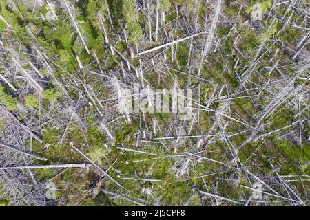 Oderbrueck, DEU, 19.07.2020 - vue aérienne des épinettes mortes, en raison de l'infestation par le dendroctone du pin ponderosa. Les silhouettes grises de sprint morts s'élèvent dans le ciel ou s'étendent l'une sur l'autre. Mais même si de nombreux arbres morts peuvent être vus, cette forêt est aussi vivante et dynamique que rarement auparavant. Dans le parc national du Harz, les dendroctones ne sont pas combattus. Ils aident à transformer des forêts autrefois gérées en forêts naturelles sauvages avec une variété de structures. [traduction automatique] Banque D'Images