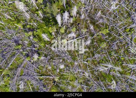 Oderbrueck, DEU, 19.07.2020 - vue aérienne des épinettes mortes, en raison de l'infestation par le dendroctone du pin ponderosa. Les silhouettes grises de sprint morts s'élèvent dans le ciel ou s'étendent l'une sur l'autre. Mais même si de nombreux arbres morts peuvent être vus, cette forêt est aussi vivante et dynamique que rarement auparavant. Dans le parc national, les dendroctones du Harz ne sont pas combattus. Ils aident à transformer des forêts autrefois gérées en forêts naturelles sauvages avec une variété de structures. [traduction automatique] Banque D'Images