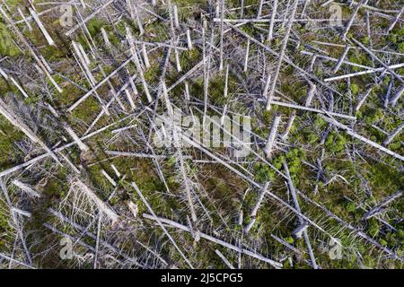 Oderbrueck, DEU, 19.07.2020 - vue aérienne des épinettes mortes, en raison de l'infestation par le dendroctone du pin ponderosa. Les silhouettes grises de sprint morts s'élèvent dans le ciel ou s'étendent l'une sur l'autre. Mais même si de nombreux arbres morts peuvent être vus, cette forêt est aussi vivante et dynamique que rarement auparavant. Dans le parc national du Harz, les dendroctones ne sont pas combattus. Ils aident à transformer des forêts autrefois gérées en forêts naturelles sauvages avec une variété de structures. [traduction automatique] Banque D'Images