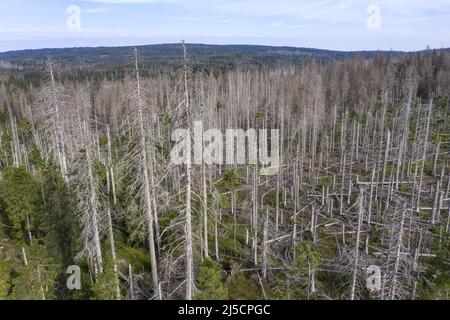 Oderbrueck, DEU, 19.07.2020 - vue aérienne des épinettes mortes, en raison de l'infestation par le dendroctone du pin ponderosa. Les silhouettes grises de sprint morts s'élèvent dans le ciel ou s'étendent l'une sur l'autre. Mais même si de nombreux arbres morts peuvent être vus, cette forêt est aussi vivante et dynamique que rarement auparavant. Dans le parc national du Harz, les dendroctones ne sont pas combattus. Ils aident à transformer des forêts autrefois gérées en forêts naturelles sauvages avec une variété de structures. [traduction automatique] Banque D'Images