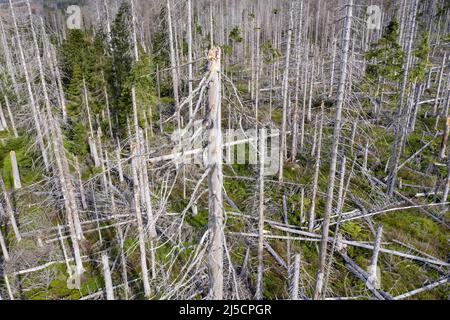 Oderbrueck, DEU, 19.07.2020 - vue aérienne des épinettes mortes, en raison de l'infestation par le dendroctone du pin ponderosa. Les silhouettes grises de sprint morts s'élèvent dans le ciel ou s'étendent l'une sur l'autre. Mais même si de nombreux arbres morts peuvent être vus, cette forêt est aussi vivante et dynamique que rarement auparavant. Dans le parc national du Harz, les dendroctones ne sont pas combattus. Ils aident à transformer des forêts autrefois gérées en forêts naturelles sauvages avec une variété de structures. [traduction automatique] Banque D'Images