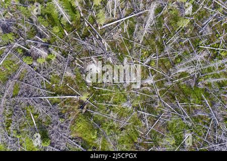 Oderbrueck, DEU, 19.07.2020 - vue aérienne des épinettes mortes, en raison de l'infestation par le dendroctone du pin ponderosa. Les silhouettes grises de sprint morts s'élèvent dans le ciel ou s'étendent l'une sur l'autre. Mais même si de nombreux arbres morts peuvent être vus, cette forêt est aussi vivante et dynamique que rarement auparavant. Dans le parc national du Harz, les dendroctones ne sont pas combattus. Ils aident à transformer des forêts autrefois gérées en forêts naturelles sauvages avec une variété de structures. [traduction automatique] Banque D'Images