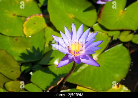 28 août 2020, Singapour, République de Singapour, Asie - Une guêpe pollinise les fleurs d'une fleur de lotus dans un étang de nénuphars avec des nénuphars verts à Marina Bay. [traduction automatique] Banque D'Images