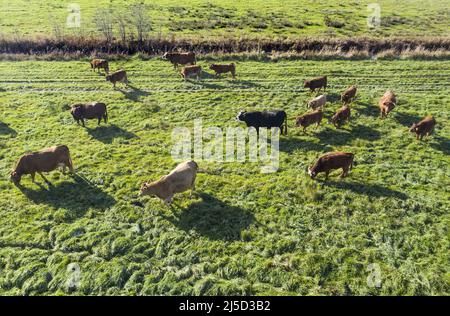 Gruenheide, 10/30/2021 - vue aérienne d'un troupeau de vaches en liberté. [traduction automatique] Banque D'Images