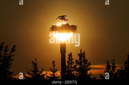 Kathendorf, Allemagne. 16th avril 2022. Une paire de cigognes est assise ou se tient dans le nid au coucher du soleil. Crédit : Soeren Stache/dpa/Alay Live News Banque D'Images