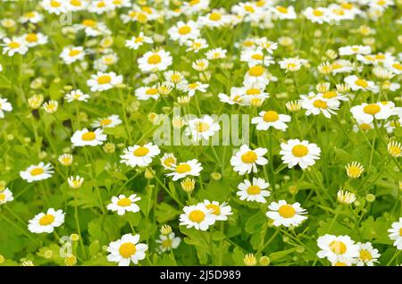 La grande camomille fleurs (Tanacetum parthenium) in garden Banque D'Images