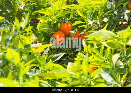 Orange / oranges mûres poussant sur un arbre orange à Catane, Sicile. Italie. L'arbre est dans la rue, à des fins ornementales. (129) Banque D'Images