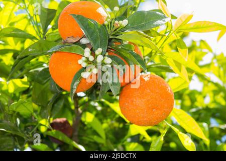 Fleur d'oranger et oranges mûres matures poussant sur un orangier à Catane, en Sicile. Italie. (129) Banque D'Images