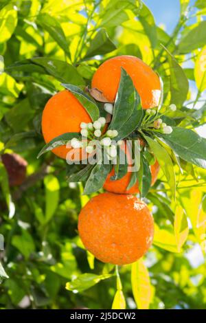 Fleur d'oranger et oranges mûres matures poussant sur un orangier à Catane, en Sicile. Italie. (129) Banque D'Images