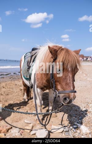 Poneys offrant des promenades sur le front de mer ehe à Hunstanton, Norfolk, un après-midi d'été. Banque D'Images