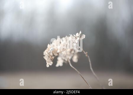 Sécher les branches d'hortensia avec des fleurs sur un fond flou. Hortensis. Arrière-plan saisonnier nature. Détails du paysage de printemps. Plantes sauvages dans Banque D'Images