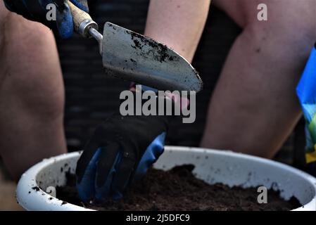 Photos de jardin génériques montrant un Daffodil et la préparation du sol avant la plantation de semences Banque D'Images