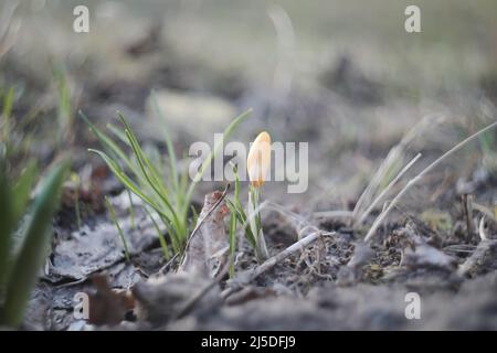 La tulipe solitaire jaune fleurit au printemps dans le jardin. Banque D'Images