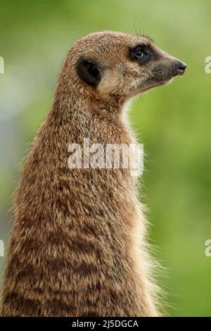 Gros plan d'un meerkat (Suricata suricata) debout pour profiter du soleil Banque D'Images