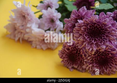 Magnifique dahlia et fleur blanche sur fond jaune. Copier l'espace. Banque D'Images