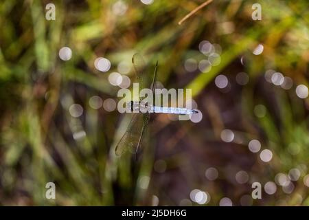 Skimmer Keeled ; Orthetrum coerulescens ; Homme en vol ; Royaume-Uni Banque D'Images