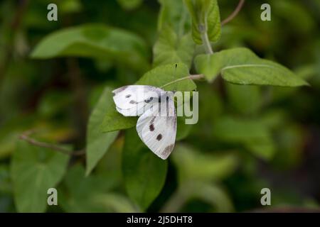 Petit papillon blanc; Pieris rapae; on Mint; Royaume-Uni Banque D'Images