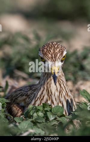 Pierre Curlew; Burhinus oedicnemus; assis; Royaume-Uni Banque D'Images