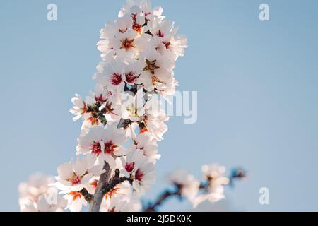 Les amandiers de printemps en fleur de gros plan, fleurs sur ciel bleu Banque D'Images
