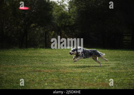 Frisbee pour chien. Le guérisseur australien traverse rapidement un champ avec de l'herbe verte et chase une soucoupe volante. L'animal tente de récupérer le disque avec son Banque D'Images