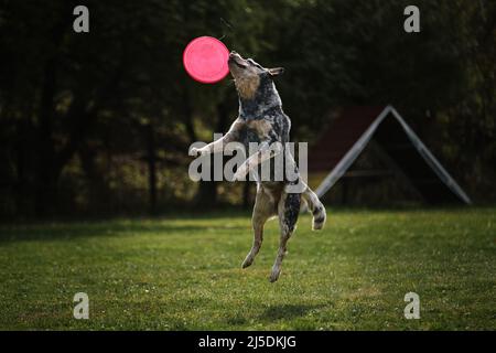 Frisbee pour chien. Un guérisseur australien saute haut et attrape une soucoupe volante en vol avec la bouche. L'animal saisit le disque avec ses dents. Banque D'Images