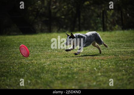 Frisbee pour chien. Le guérisseur australien traverse rapidement un champ avec de l'herbe verte et chase une soucoupe volante. L'animal tente de récupérer le disque avec son Banque D'Images