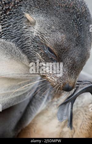 Fourrure Seal femelle gros plan en Géorgie du Sud Banque D'Images