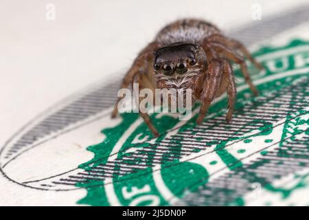 Araignée sautant sur un billet de banque de cent dollars, photo en gros plan Banque D'Images