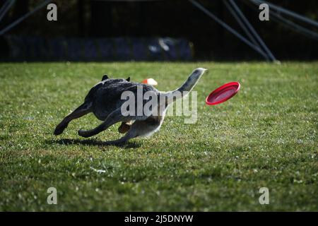 Frisbee pour chien. Le guérisseur australien s'amuse à jouer sur le terrain avec la soucoupe volante et à essayer de rattraper et de saisir le disque avec des dents. Concours de Banque D'Images