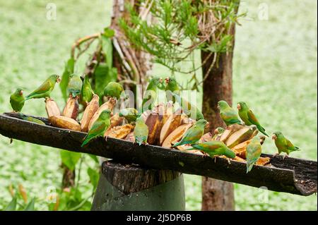 Groupe de parakeet à chiné orange (Brotogeris jugularis) sur un convoyeur de Maquenque Eco Lodge, Costa Rica, Amérique centrale Banque D'Images