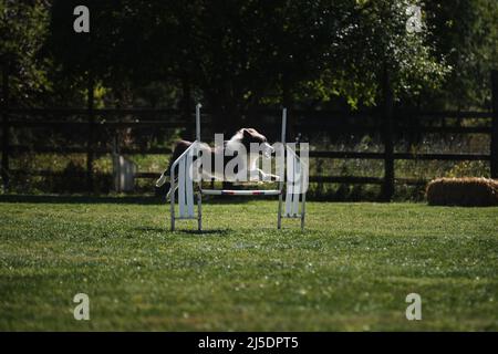 Bordure noire et blanche collie surmonte une barrière spéciale lors des compétitions d'agilité. Sports pour les chiens de toutes races et aussi sans race, mestizos et Mo Banque D'Images