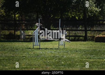 Border collie tricolore noir surmonte une barrière spéciale lors de compétitions d'agilité. Sports pour les chiens de toutes races et aussi sans race, mestizos et mon Banque D'Images