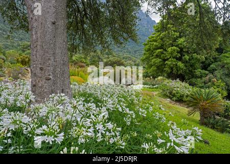 Agapanthus en fleur au jardin botanique national de Kirstenbosch au pied de la montagne de la Table au Cap / Kaapstad, Cap occidental, Afrique du Sud Banque D'Images
