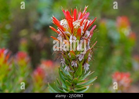 Pagode commune / rooistompie (Mimetes cucullatus) au jardin botanique national de Kirstenbosch près du Cap / Kaapstad, Cap occidental, Afrique du Sud Banque D'Images