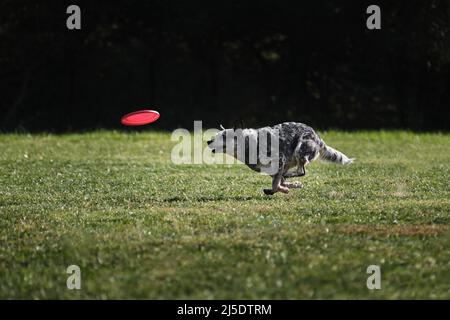 Frisbee pour chien. Le guérisseur australien traverse rapidement un champ avec de l'herbe verte et chase une soucoupe volante. L'animal tente de récupérer le disque avec son Banque D'Images