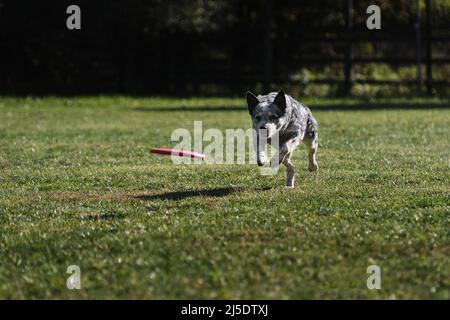 Frisbee pour chien. Le guérisseur australien traverse rapidement un champ avec de l'herbe verte et chase une soucoupe volante. L'animal tente de récupérer le disque avec son Banque D'Images