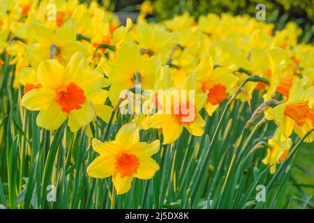 Jonquilles Banque D'Images