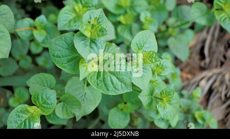 Feuilles vertes d'Asystasia gangetica également connu sous le nom de violet chinois, Gange primrose, violet philippin. Tacheté à BTM ou Madiwala lac, Bangalore Banque D'Images