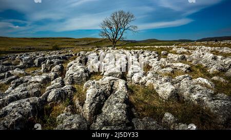 Midi à Malham Lings Lone Ash Tree, au-dessus de Malham Village dans les Yorkshire Dales où il ya une zone de Limestone pavé connu sous le nom de Malham Lings Banque D'Images