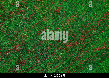 Champ avec herbe verte et fleurs de pavot rouge, arrière-plan aérien abstrait Banque D'Images