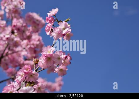 Branches de magnifiques cerisiers en fleurs roses (sakura), fond bleu ciel Banque D'Images