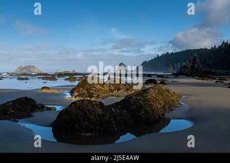 WA21430-00...WASHINGTON - Barnacle couvrait des rochers le long de la plage sur la côte sauvage du parc national olympique. Banque D'Images