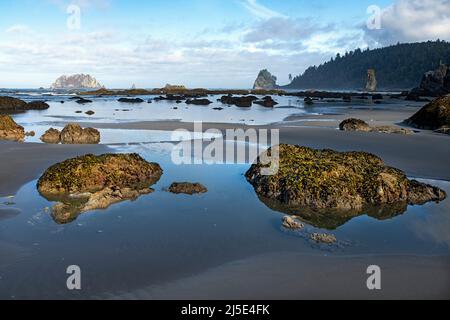 WA21431-00...WASHINGTON - Barnacle couvrait des rochers le long de la plage sur la côte sauvage du parc national olympique. Banque D'Images