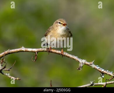 Paruline à saule (Phylloscopus trochilus) perchée sur une branche de Lothian occidental, en Écosse. Banque D'Images